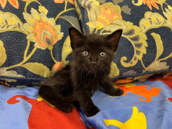 adopt Monkey
