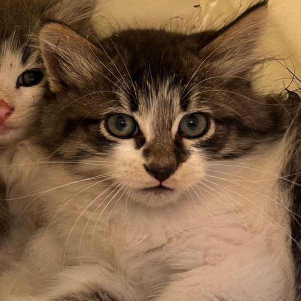 adopt Muffy