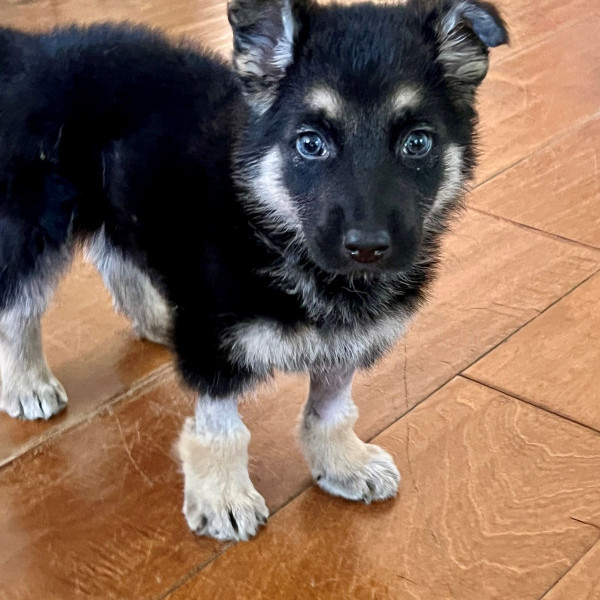 adopt Noah