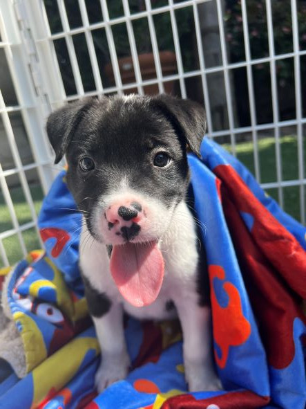 adopt Norton
