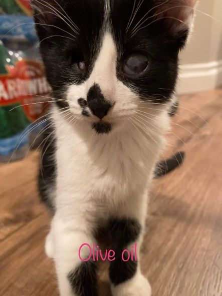 adopt Olive Oil