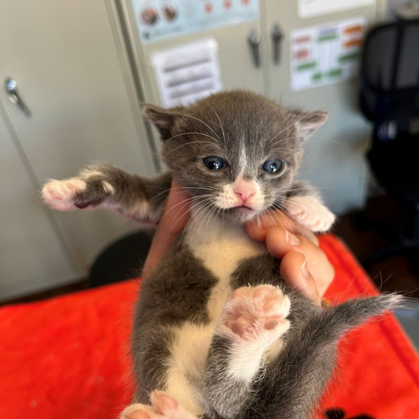 adopt Oliver