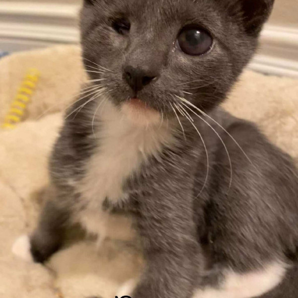 adopt Popeye