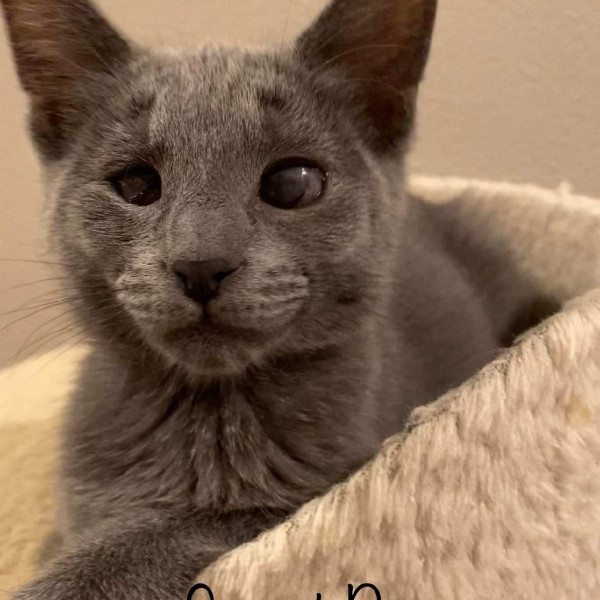 adopt Sweet Pea
