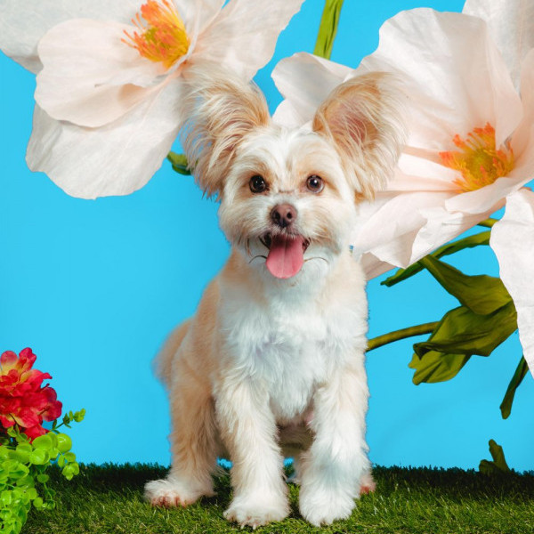 adopt Rigatoni