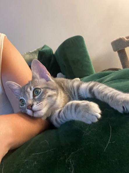 adopt River