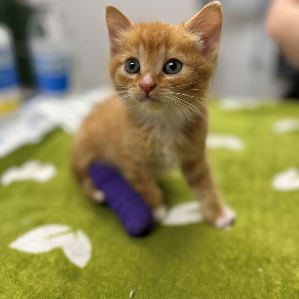 adopt Schnitzel