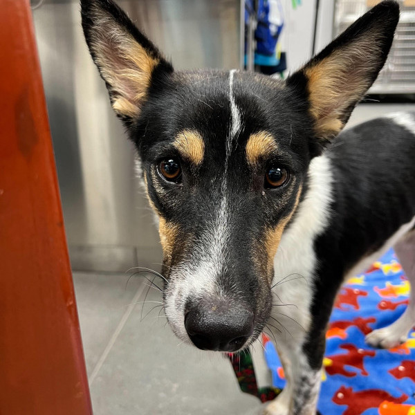 adopt Shay