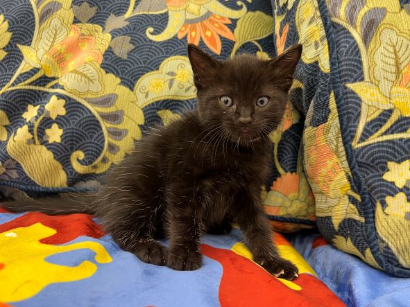 adopt Skunk