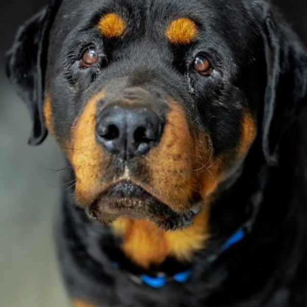 adopt Spartacus