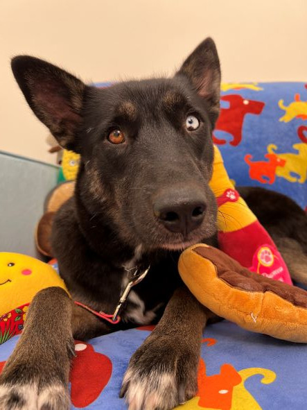 adopt Starshine