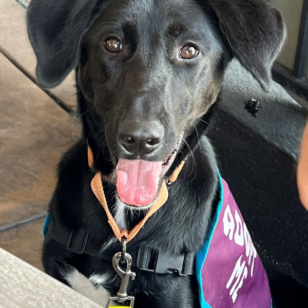 adopt Violet