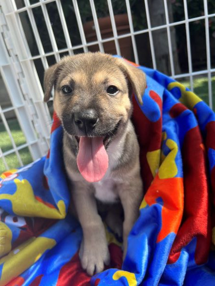 adopt Wolfie